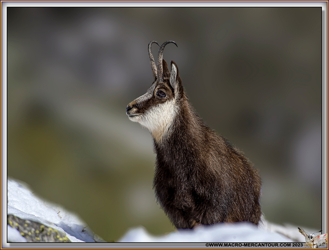 Chamois
